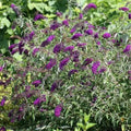 Buddleia davidii 'Nanho Purple' 🦋 Pot 3L - Arbre aux Papillons VIOLET INTENSE -