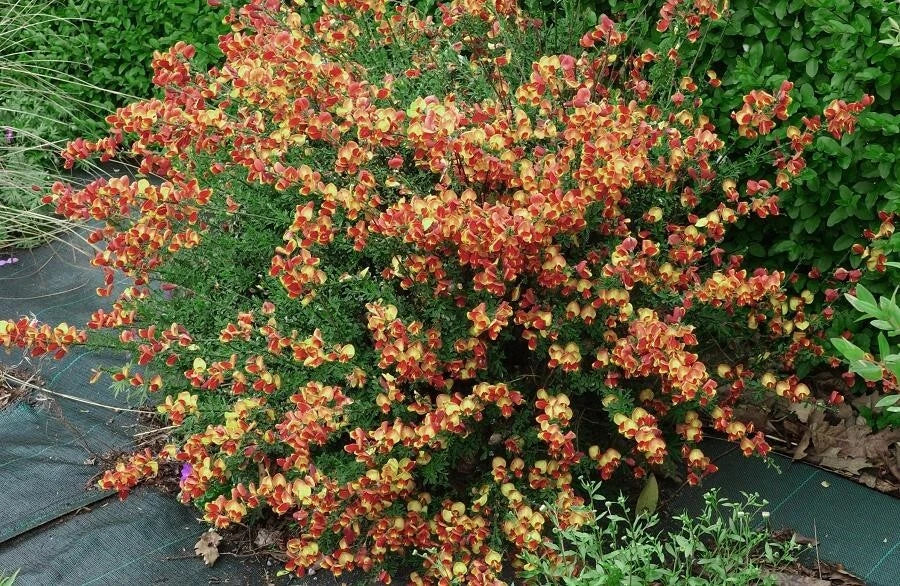 Genêt à balai CYTISUS goldfinch pot 3 litres