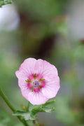 Mauve Arbustive du Cap ROSE 🌺 Anisodontea capensis - Pot 3 Litres - Floraison L