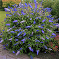 Arre aux papillons Buddleja davidii empire blue POT 3