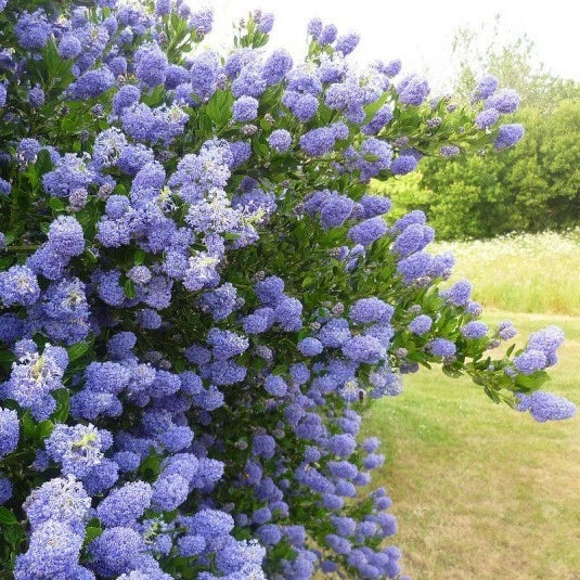 Lilas de Californie Syrak Céanothe Skylark Pot 3L | Fleurs Bleues Persistant