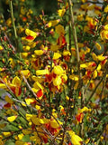 Genêt à Balai 'Andreanus Splendens' 🔥 Pot 3 Litres - Cytisus - Fleurs Bicolores