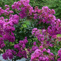 Lila des indes LAGERSTROEMIA indica Violet d'été pot 3 litres
