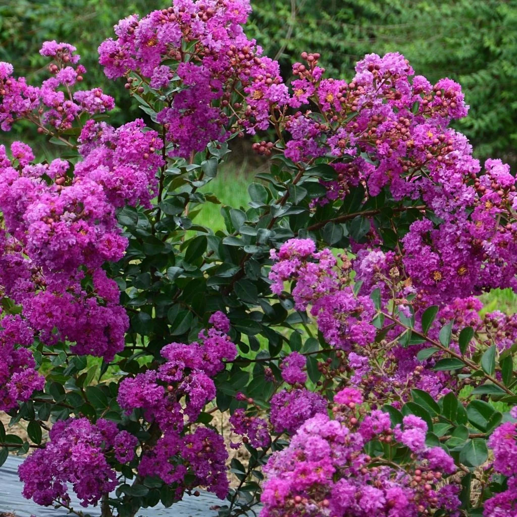 Lila des indes LAGERSTROEMIA indica Violet d'été pot 3 litres