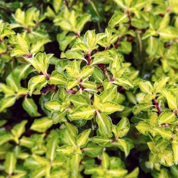 🌸 Prunus Padus Cerisier à Grappes Arbre Ornemental Pot 3L Végétal 🌸