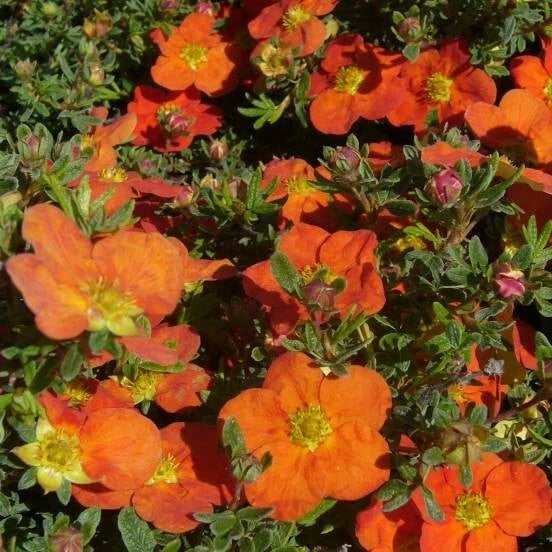 Potentille 'Hoppe's Orange' 🏵️ Pot 3 Litres - Fleur ORANGE Rare - Floraison Est