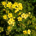 Potentille 'Sommerflor' ☀️ Pot 3 Litres - Fleur Jaune Or - Floraison Continue