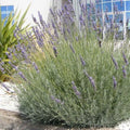 Lavande 'Grosso' (Pot 3L) - Lavandula angustifolia - Parfum Intense Huile Essent