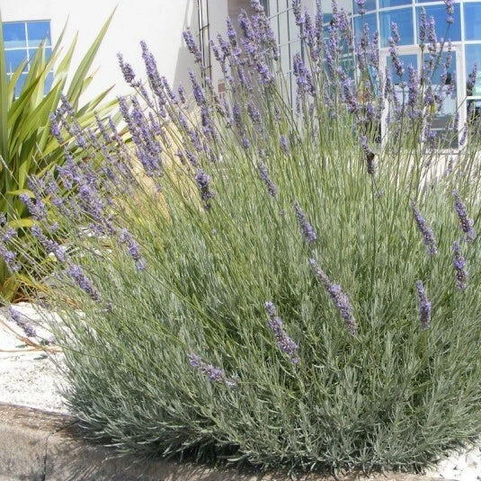 Lavande 'Grosso' (Pot 3L) - Lavandula angustifolia - Parfum Intense Huile Essent