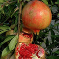 Grenadier à Fruits Dente di Leone | PUNICA | Pot 3L | Variété Productive