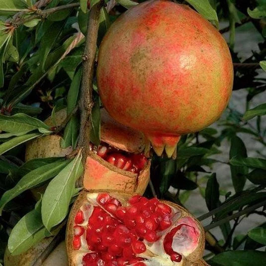 Grenadier à Fruits Dente di Leone | PUNICA | Pot 3L | Variété Productive