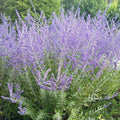 SAUGE de Russie Perovskia Atriplicifolia | Fleurs Bleu Lavande | Pot 3L