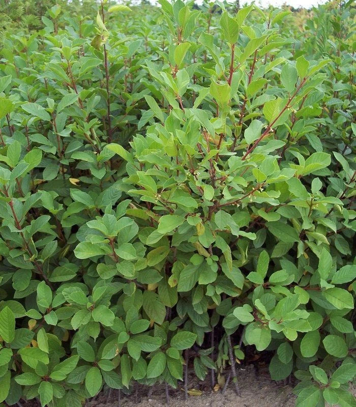 Rhamnus Frangula BOURDAINE Pot 3L Arbuste Bac A Haie Feuillage Caduc Mellifère