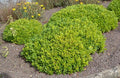 Pittosporum Nain 'Nanum' (Pot 3L) - Couvre-sol Persistant Dense Fleurs Parfumées
