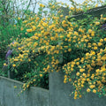 Corête du Japon Kerria Japonica Pleniflora Pot 3L Fleurs Doubles Jaune Vif Hâtif