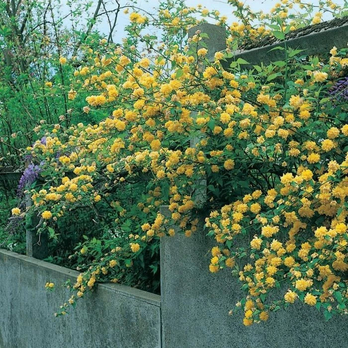 Corête du Japon Kerria Japonica Pleniflora Pot 3L Fleurs Doubles Jaune Vif Hâtif