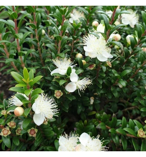 🌿 Myrte de Tarente 'Tarentina' Aromatique Pot 3L Bord de Mer Soleil ☀️