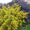 ✨ Genêt de Porlock Genista 'Porlock' Arbuste Jaune Très Parfumé Pot 3L ✨