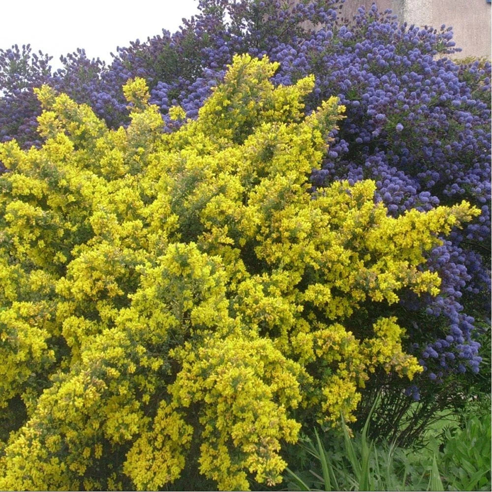 ✨ Genêt de Porlock Genista 'Porlock' Arbuste Jaune Très Parfumé Pot 3L ✨