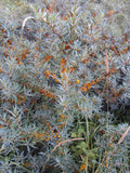 Argousier - Hippophae rhamnoides 🟡 Pot 3 Litres - Baies Orange VITAMINÉES -