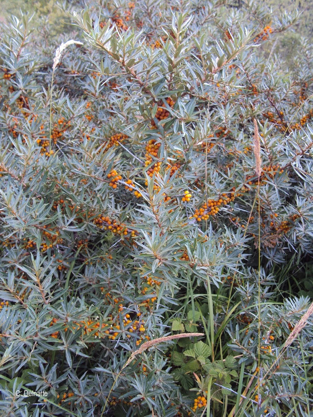 Argousier - Hippophae rhamnoides 🟡 Pot 3 Litres - Baies Orange VITAMINÉES -