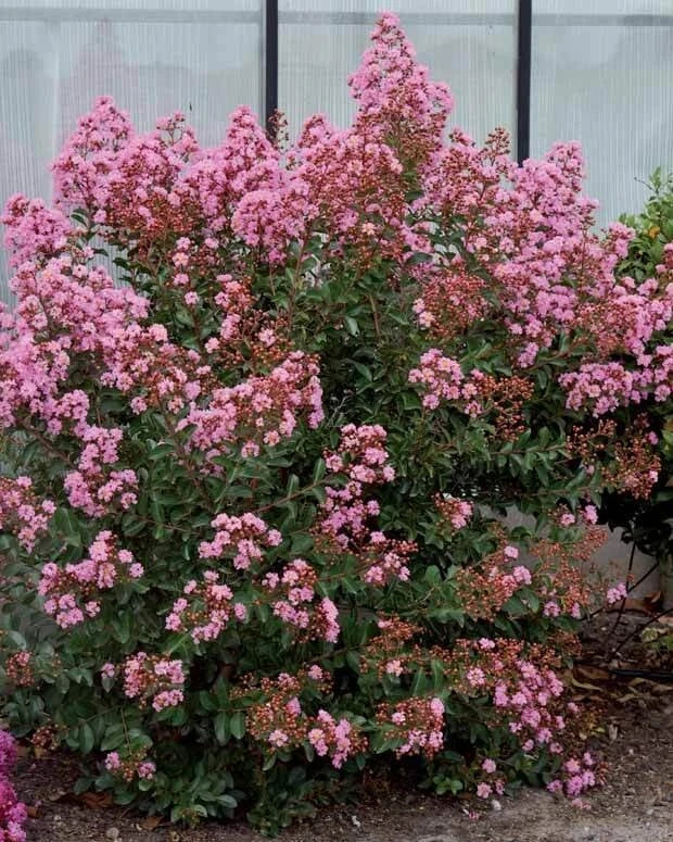 Lila des Indes 'Neige d'Été' LAGERSTROEMIA | Fleur Blanche Pure | Pot 3L