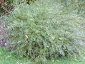 SAULE POURPRE Gracilis 90/120cm POT 3L - Salix purpurea Taille Basse