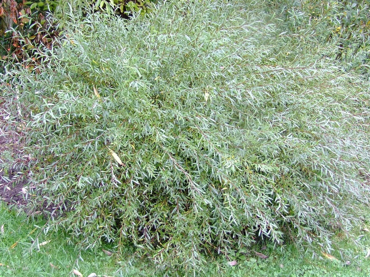 SAULE POURPRE Gracilis 90/120cm POT 3L - Salix purpurea Taille Basse