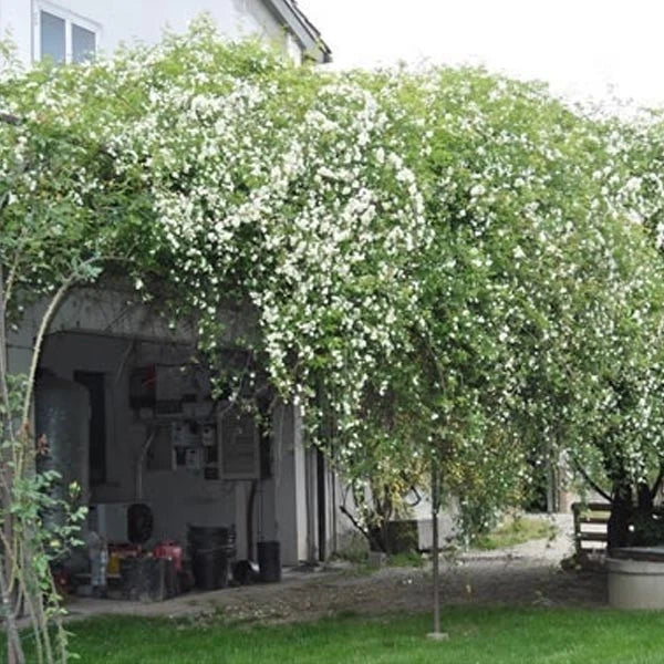 Rosier Banks Blanc Alba Plena Pot 3L | Grimpant Spectaculaire Sans Épine