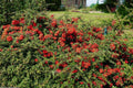 Pyracantha Coccinea Red Column Pot 3L | Baies Rouges Persistant Sans Entretien