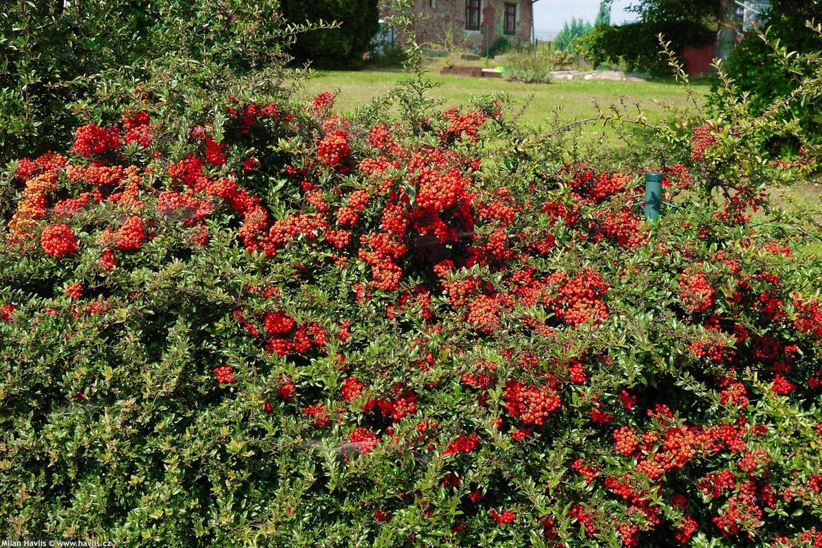 Pyracantha Coccinea Red Column Pot 3L | Baies Rouges Persistant Sans Entretien