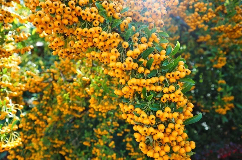 Pyracantha 'SOLEIL D'OR' ☀️ Pot 3 Litres - Buisson Ardent - Baies Jaune Vif Hive