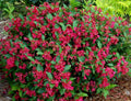 Weigelia Florida Red Prince Pot 3L | Fleurs Rouge Carmin Végétation Dense