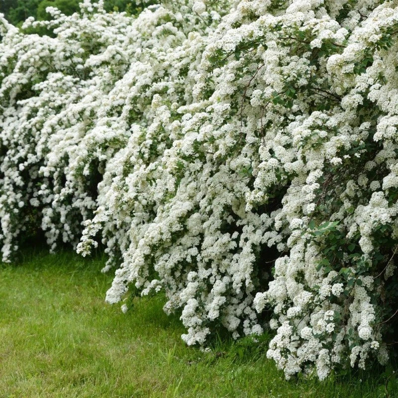 Spirée Arguta ☁️ Pot 3 Litres - Spirée à Feuilles Aiguës - Floraison BLANCHE