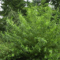 🍃 Saule des Vanniers Osier Salix Viminalis Pot 3L Haie Humide 🍃