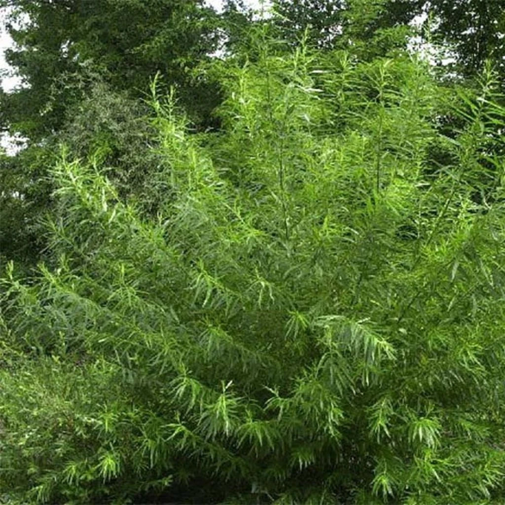 🍃 Saule des Vanniers Osier Salix Viminalis Pot 3L Haie Humide 🍃