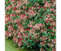 Chèvrefeuille du Japon Lonicera Japonica Chinensis Pot 3L Grimpant Parfumé