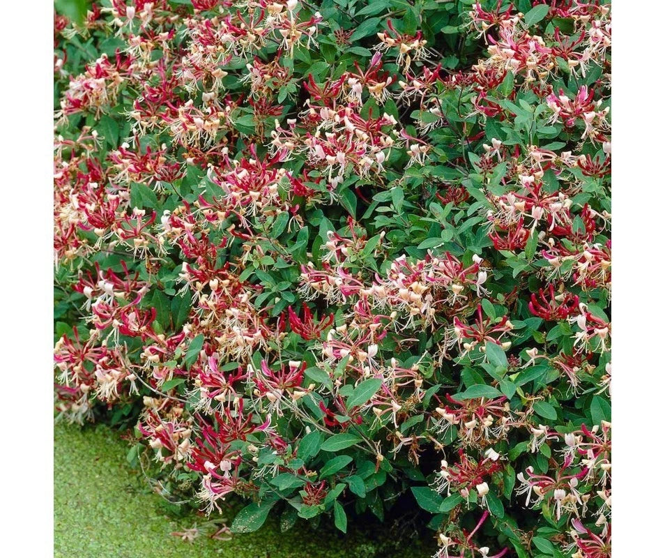Chèvrefeuille du Japon Lonicera Japonica Chinensis Pot 3L Grimpant Parfumé