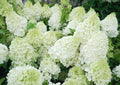 Hortensia Hydrangea macrophylla paniculata Polar bear pot 3 litres 40/50 cm
