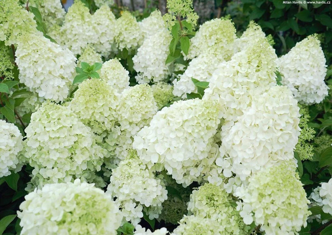 Hortensia Hydrangea macrophylla paniculata Polar bear pot 3 litres 40/50 cm