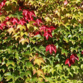 VIGNE VIERGE Parthenocissus Tricuspidata Veitchii Pot 3L Cramponnante Feuillage