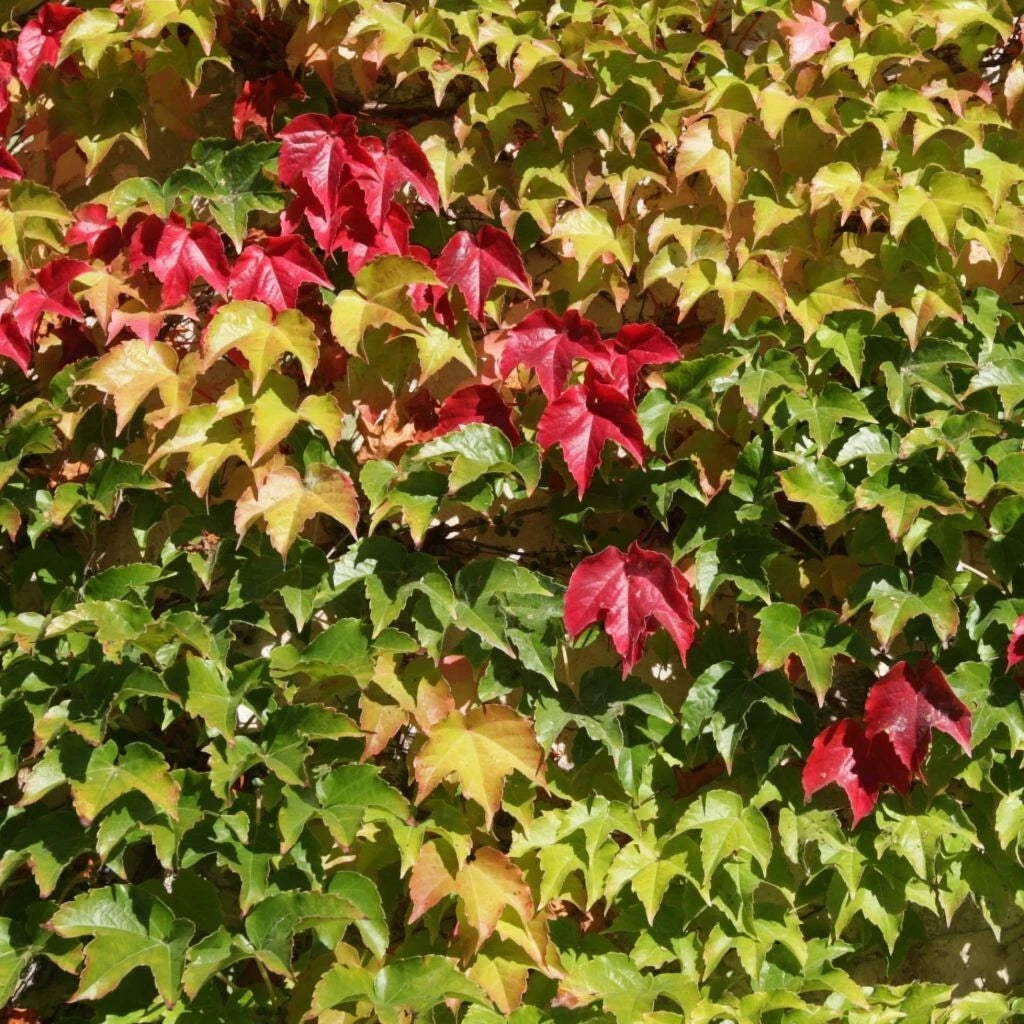 VIGNE VIERGE Parthenocissus Tricuspidata Veitchii Pot 3L Cramponnante Feuillage