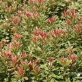 Androméde du japon PIERIS japonica Little heath pot 3 litres 40/60 cm