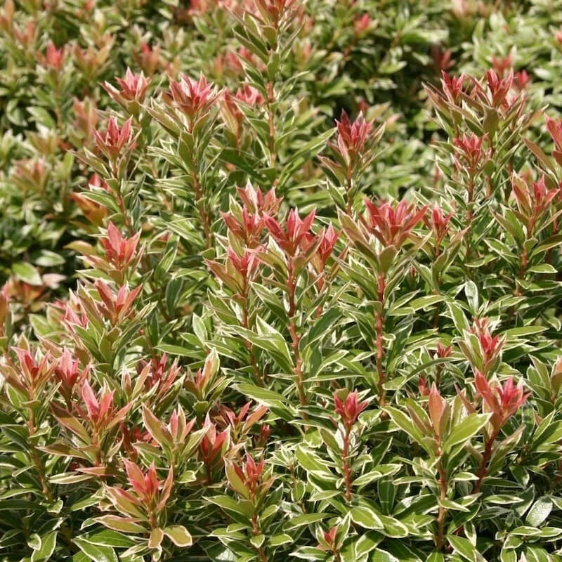 Androméde du japon PIERIS japonica Little heath pot 3 litres 40/60 cm