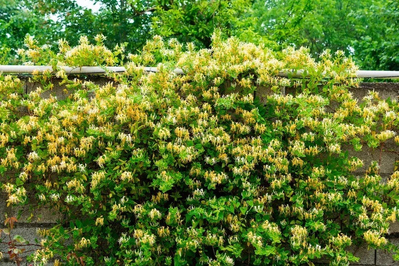 Chèvrefeuille 'HALLIANA' 🌸 Pot 3 Litres - Lonicera japonica - Très PARFUMÉ -