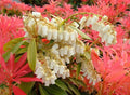 PIERIS 'Forest Flame' | Andromède du Japon | Pot 3L 40/60cm | Jeunes Pousses Rouge