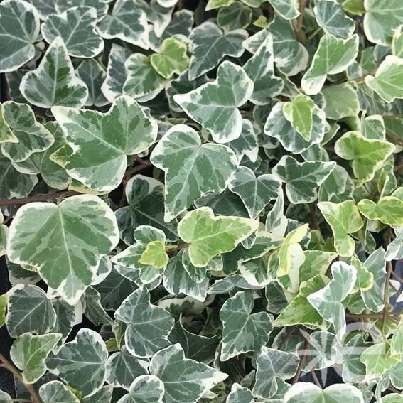 Lierre 'GLACIER' ❄️ Pot 3L (90/120 cm) - Hedera helix - Feuillage PANACHÉ Vert &