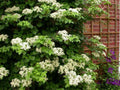 Hortensia Grimpant Hydrangea petiolaris POT 3L - 50/70cm Grimpant Rustique