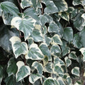 Lierre 'GLOIRE de MARENGO' 🌟 Pot 3L (90/120 cm) - Hedera algeriensis -