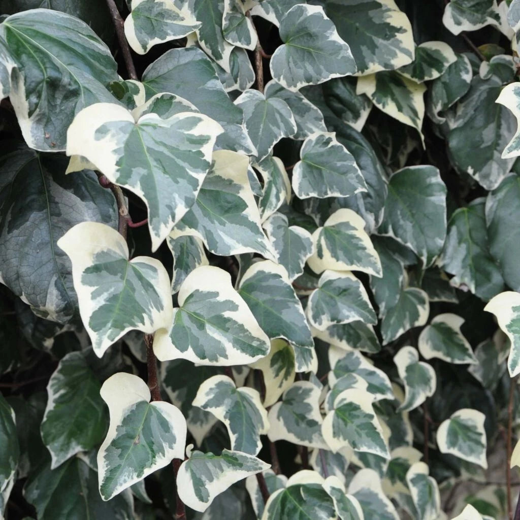 Lierre 'GLOIRE de MARENGO' 🌟 Pot 3L (90/120 cm) - Hedera algeriensis -